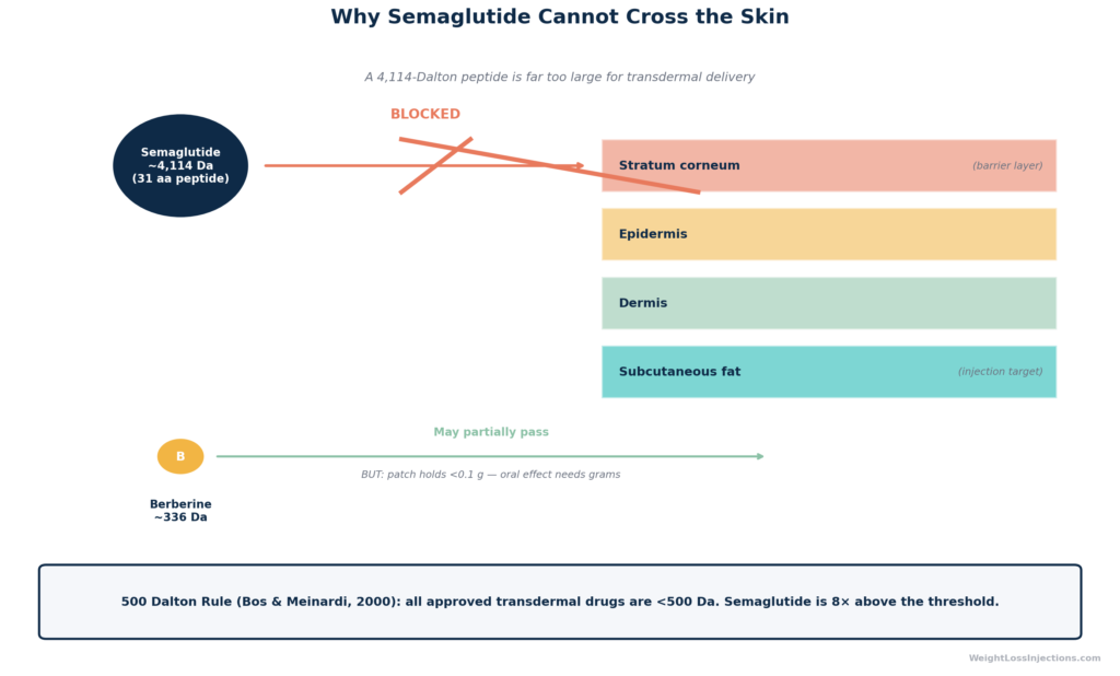 Diagram showing semaglutide molecule at 4,114 Daltons being blocked by the skin's stratum corneum layer, compared to small herbal molecules at 336 Daltons that may partially penetrate but carry insufficient dose. Illustrates why no transdermal semaglutide delivery is possible without injection or microneedle technology.