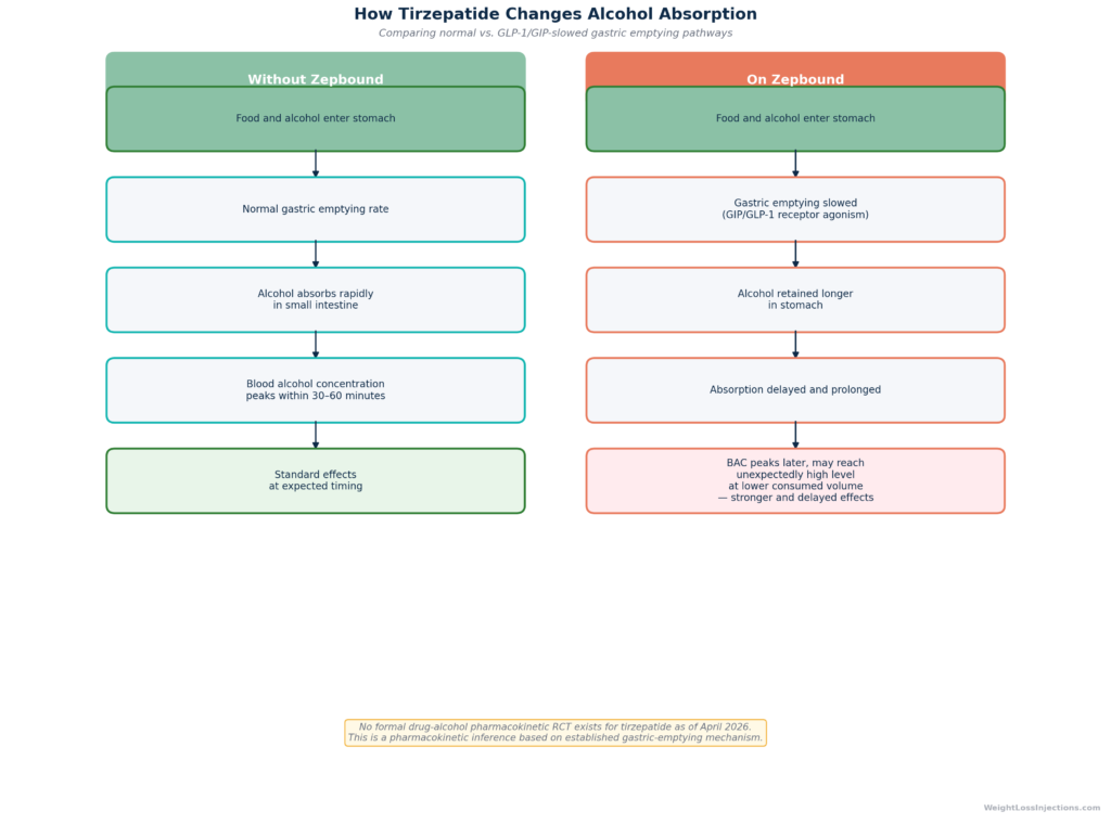 Flowchart comparing normal alcohol absorption versus delayed absorption caused by Zepbound's gastric emptying slowdown, showing two parallel pathways from alcohol ingestion through gastric emptying rate to blood alcohol concentration peak timing.