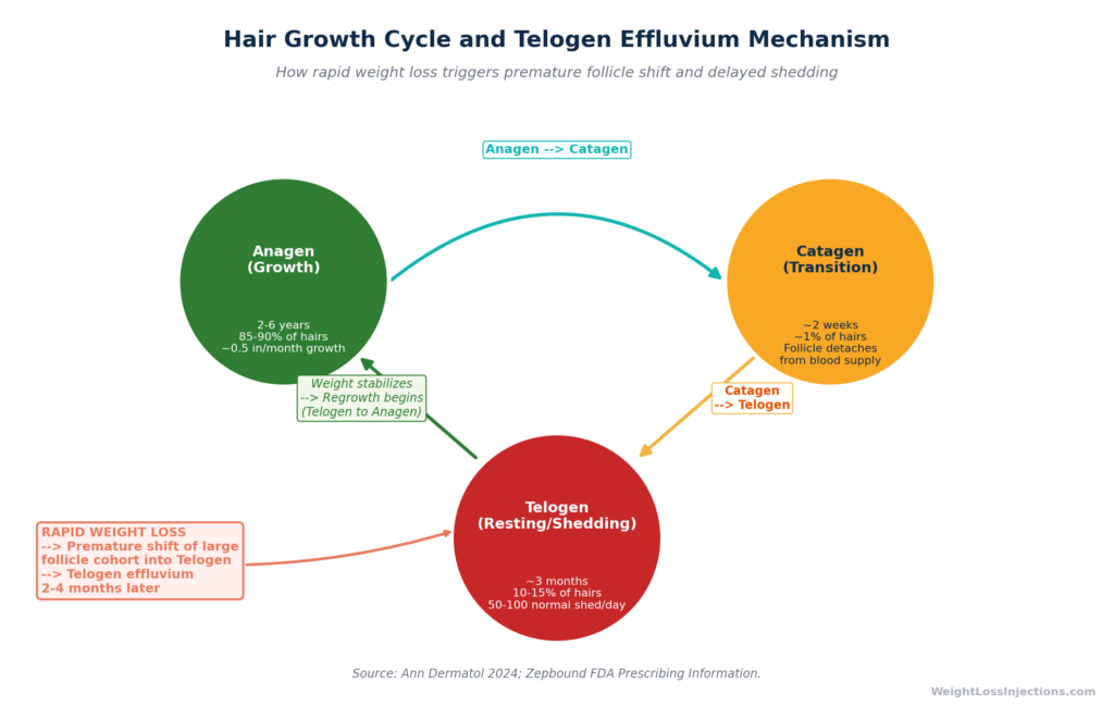 Circular diagram of the three-phase hair growth cycle showing how rapid weight loss triggers premature follicle shift from anagen (growth) to telogen (resting), resulting in telogen effluvium 2–4 months later.