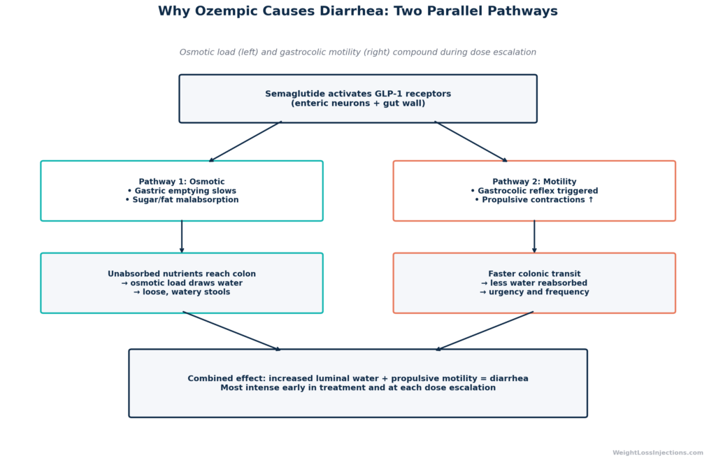 Flowchart showing the two parallel pathways by which semaglutide causes diarrhea: osmotic pathway via malabsorption and motility pathway via the gastrocolic reflex.