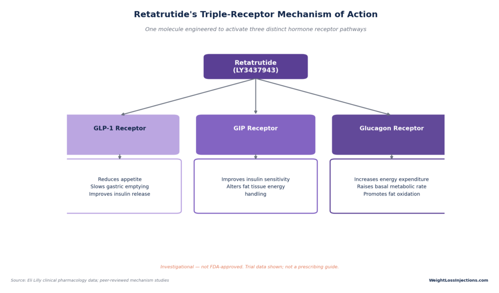 Diagram illustrating Retatrutide's triple-receptor mechanism of action, branching into GLP-1 (appetite reduction), GIP (insulin sensitivity), and Glucagon (energy expenditure) pathways.