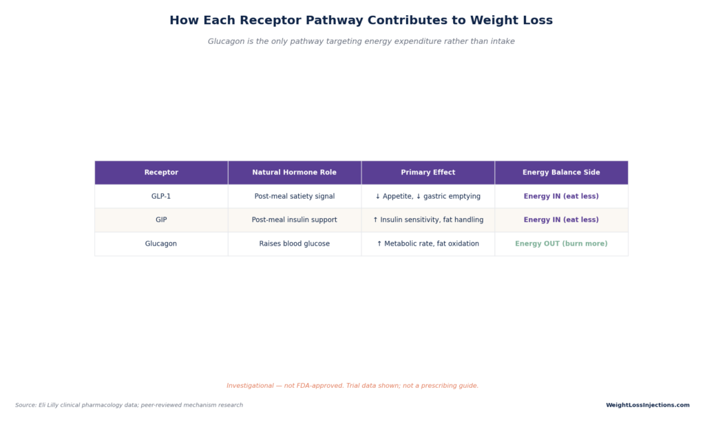 Table detailing how GLP-1, GIP, and Glucagon pathways contribute to weight loss by balancing reduced energy intake against increased energy expenditure.