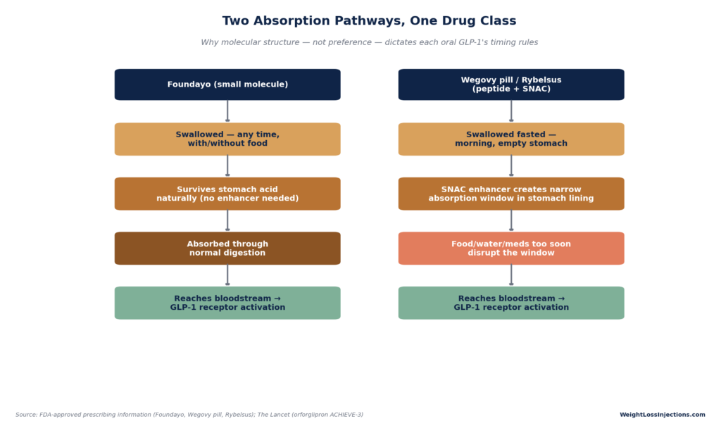 Flowchart titled "Two Absorption Pathways, One Drug Class" illustrating how Foundayo absorbs naturally versus how peptide pills require a SNAC enhancer and fasting window.